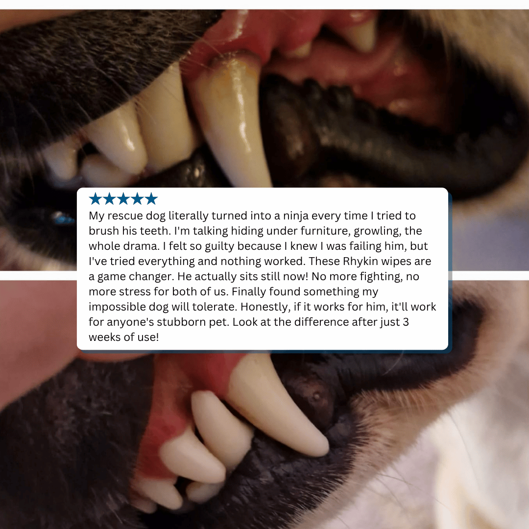 Rhykin Dental Wipes - The #1 Alternative to Brushing