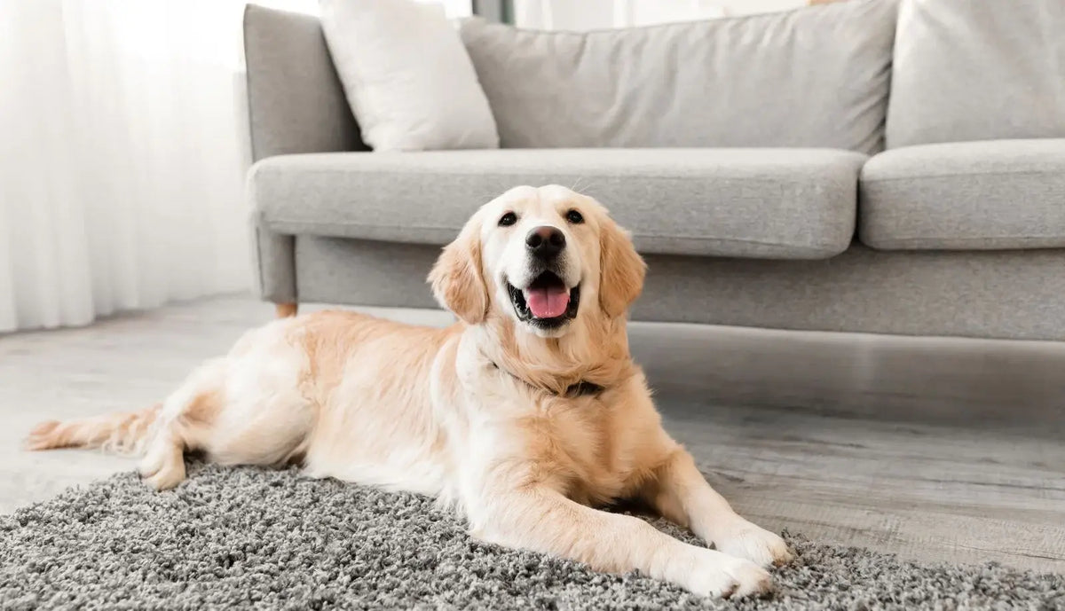Golden retriever tumbado en el sal&oacute;n