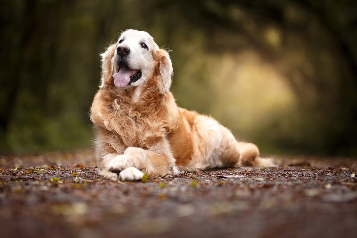 Perro tumbado al aire libre