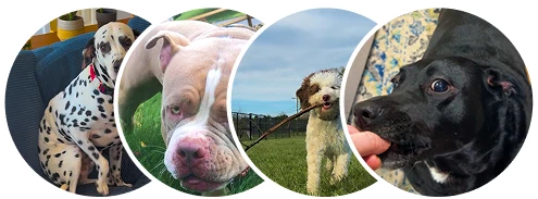 46,718+ Happy Pawrents