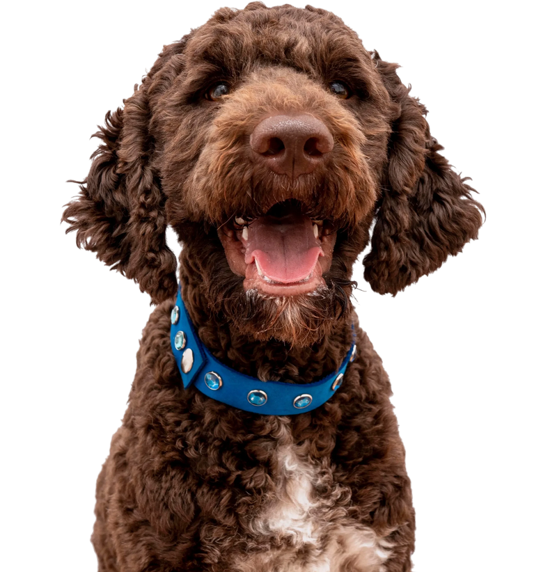 Dog Image