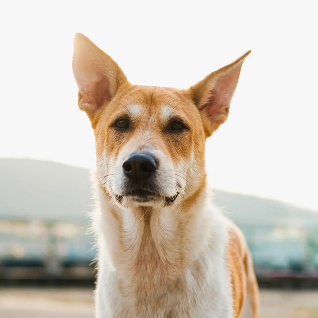 Dog Image