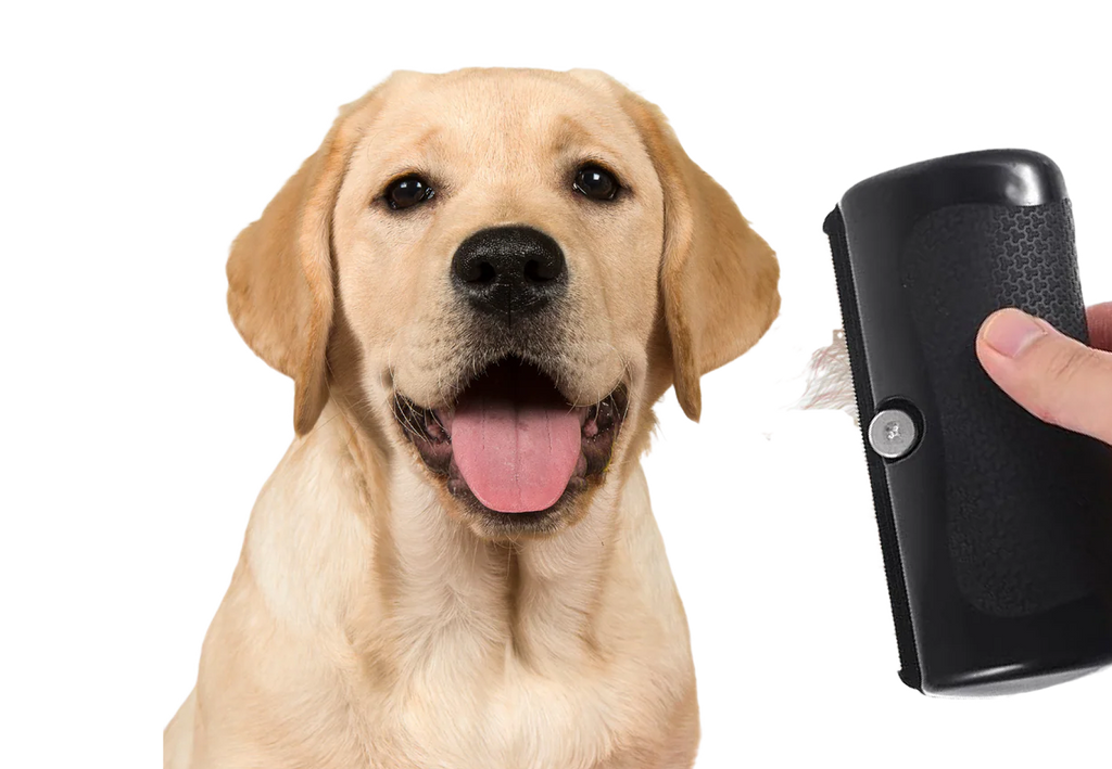 Your Dog Will Thank You For It