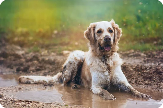 Pet Odour