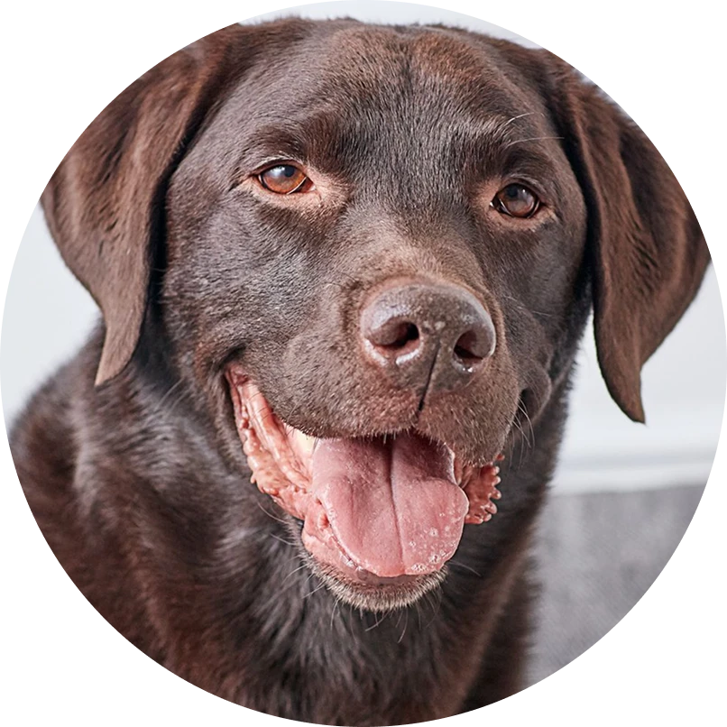 James & Bella, Labrador