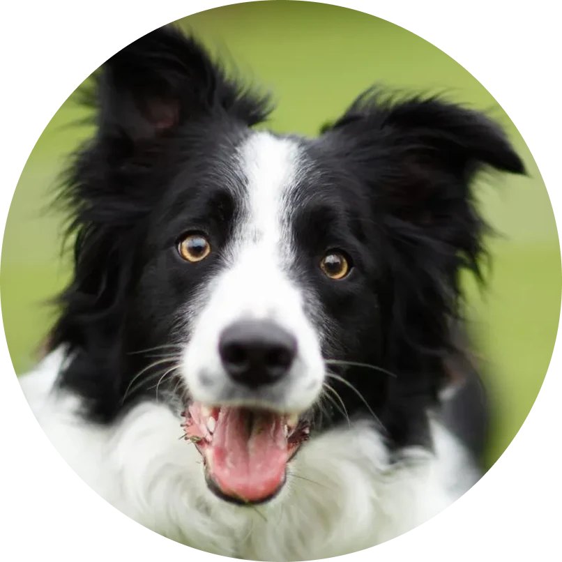 Sophie & Luna, Border Collie