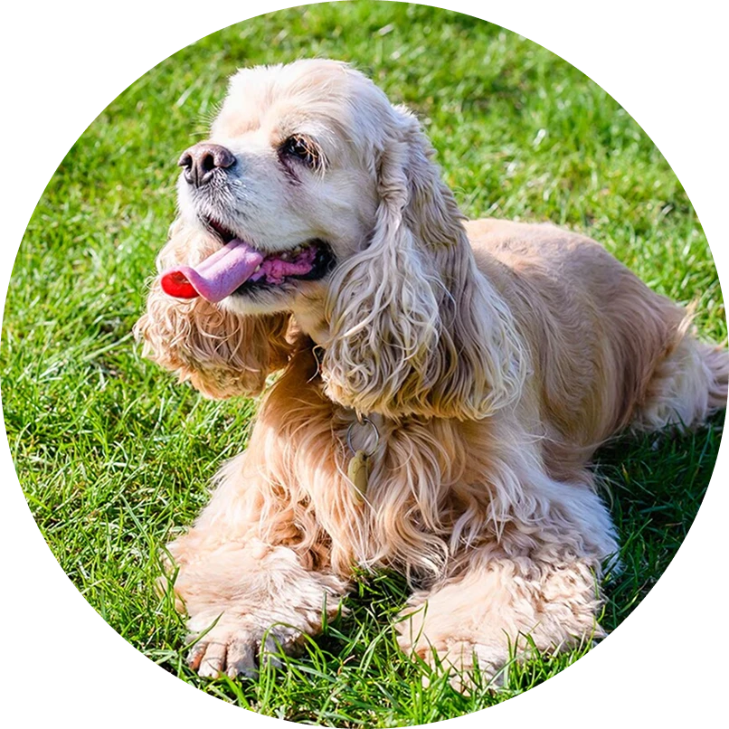 Laura & Milo, Cocker Spaniel