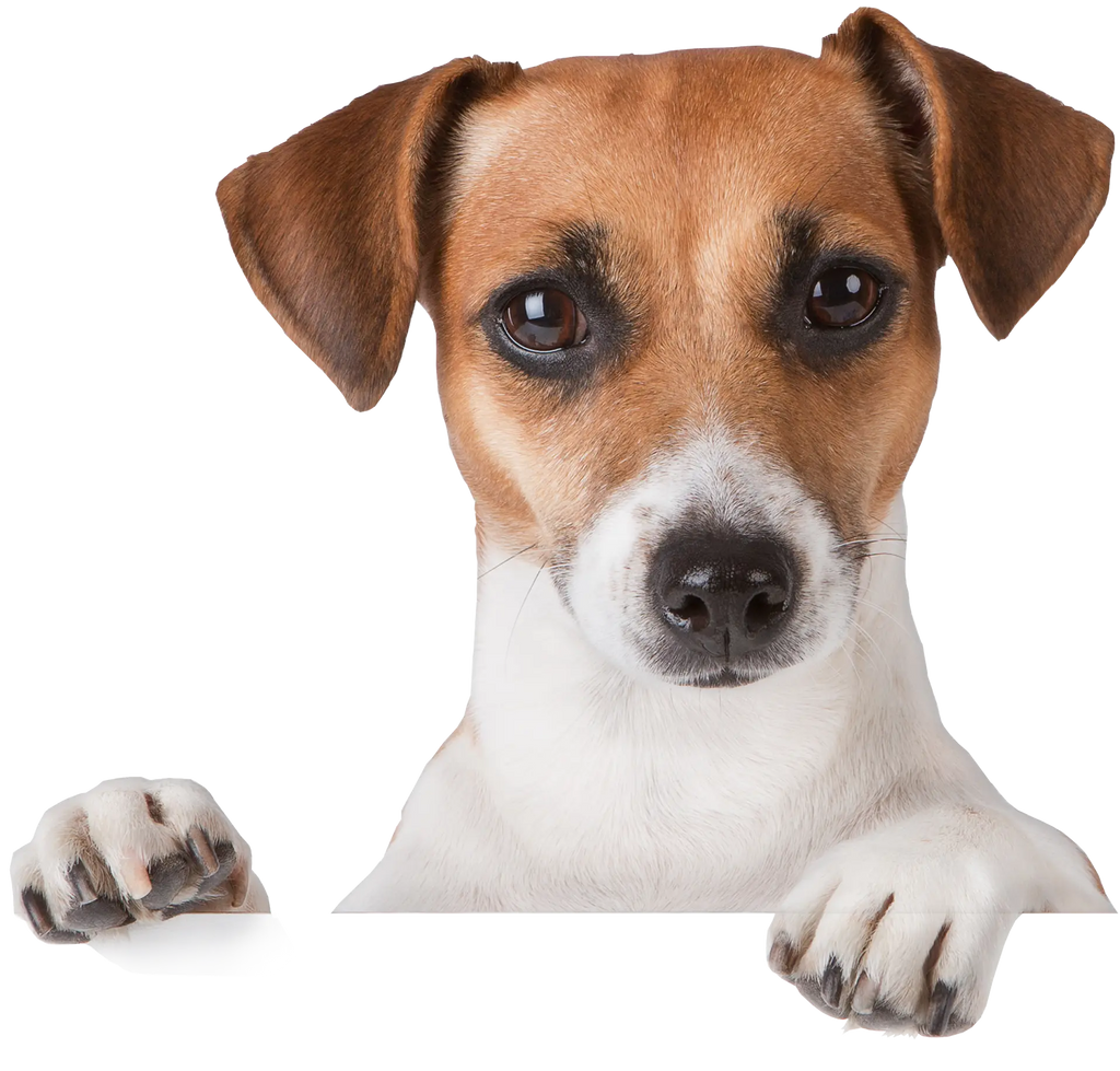 Dog Image
